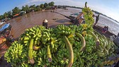Ghe thương hồ xuôi ngược theo sông nước miền Tây Nam bộ. Ảnh: BÙI QUỐC SỸ