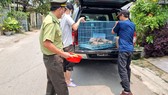 Giải cứu 5 cá thể rùa quý hiếm nuôi nhốt trái phép trong nhà dân ở TP Huế