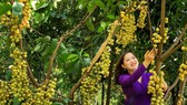 Tham quan vườn trái cây là trải nghiệm đáng nhớ