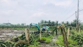 Phá bỏ hàng ngàn hécta cây thanh long do nhiễm bệnh nặng
