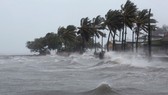 Những cây dừa bên bờ biển bị siêu bão Irma ở Fajardo, Puerto Rico ngày 6-9-2017. Ảnh: REUTERS