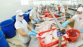 Chế biến cá xuất khẩu tại Công ty APT. Ảnh: CAO THĂNG