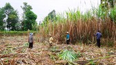 Tiến độ thu hoạch mía ở Trà Vinh chậm khiến nông dân bị thiệt 