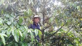 Vườn cây cà phê của anh Định được trồng xen canh cây sầu riêng và cùng cho năng suất cao