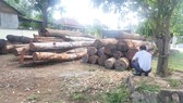 Hàng trăm khối gỗ lậu của Phượng “râu” bị cơ quan chức năng bắt giữ