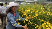 Sản xuất hoa nhiệt đới trở thành thế mạnh của nông nghiệp đô thị TPHCM. Ảnh: THANH HẢI