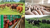 Kim ngạch xuất khẩu ngành chăn nuôi đạt hơn 850 triệu USD
