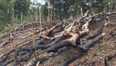 Kỷ luật 2 giám đốc công ty lâm nghiệp để mất rừng