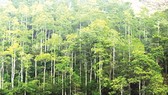 Gần 270.000ha rừng Việt Nam đã có chứng chỉ quốc tế