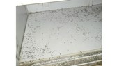 Hàng trăm con muỗi chết trong một tủ giày tại nhà dân ở phường 12 quận Bình Thạnh