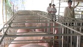 Tái cơ cấu việc chăn nuôi heo