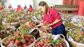 Xuất khẩu rau quả 9 tháng đạt 2,5 tỷ USD