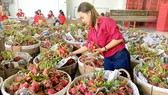 Xuất khẩu nông sản sang EU tăng 