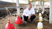 “Tỷ phú chân đất” Tư Rõ ở trang trại gà của ông  dưới chân núi Gò Loi