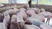 Bình Thuận: Xử lý nghiêm trang trại chăn nuôi heo gây ô nhiễm