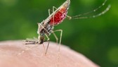 Quốc gia Trung Mỹ đầu tiên dứt điểm bệnh sốt rét