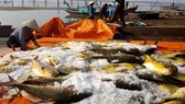 Ngư dân trúng đậm hàng tấn cá chim vây vàng