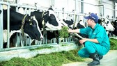 Công nhân chăm sóc bò sữa tại trại bò Vinamilk Tây Ninh
