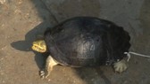 Lần đầu tiên Vườn quốc gia Vũ Quang tiếp nhận cá thể rùa Răng quý hiếm