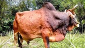 Tây Ninh, Bình Phước: Hàng ngàn con bò bị bệnh viêm da nổi cục