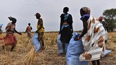 WFP giảm viện trợ lương thực cho Nam Sudan