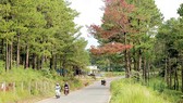 Lâm Đồng: Giữ lại hơn 800ha rừng để bù diện tích rừng mất do làm đường