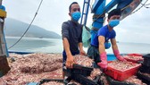 Ngư dân đánh bắt trúng đậm cá cơm cập cảng cá Cửa Sót