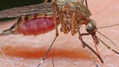 Muỗi là vật trung gian lây truyền virus gây bệnh viêm não Nhật Bản. Nguồn: news.com.au