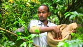 Một trang trại trồng cà phê ở Ethiopia. Ảnh: THX