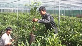 Người dân tìm mua cây giống mắc ca tại một cơ sở được kiểm duyệt tại xã Tu Tra,  huyện Đơn Dương, tỉnh Lâm Đồng. Ảnh: ĐOÀN KIÊN