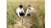 Người dân ấp Vườn Tre, xã Khánh Lộc, huyện Trần Văn Thời, tỉnh Cà Mau gặp nhiều khó khăn trong trồng lúa do khô hạn. Ảnh: TRÀNG DƯƠNG