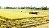 Hướng đi nào để nông nghiệp Nam bộ bền vững?