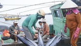 Thừa Thiên - Huế: Ra quân đánh bắt vụ cá đầu năm Mậu Tuất 2018