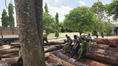 Bắt vụ phá rừng quy mô lớn tại Vườn quốc gia Yok Đôn