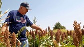 Nông dân Mỹ sắp nhận được gói trợ cấp lớn từ chính phủ Trump. (Ảnh minh họa qua qz.com)