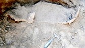 Phát hiện hóa thạch thú răng chạm 16.000 năm tuổi