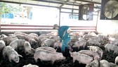 Đàn heo của Sagrifood được nuôi bằng thức ăn có pha thảo mộc thiên nhiên