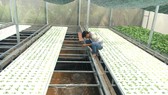 Nông dân huyện Nhà Bè áp dụng mô hình nuôi tôm kết hợp trồng rau thủy canh