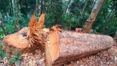 Bắt Trưởng ban Quản lý rừng phòng hộ La Ngà
