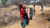 Đông và Nam châu Phi: Hạn hán nặng nề, hơn 4 triệu người bị đói