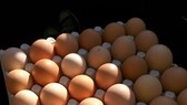 Thu hồi hơn 200 triệu quả trứng gà nghi nhiễm salmonella