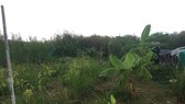Một khu đất của người dân nằm trong dự án KCN Phong Phú  chưa được nhận tiền đền bù, đang là bãi cỏ hoang