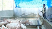 Các trang trại chăn nuôi tại Quảng Ngãi tăng cường vệ sinh chuồng trại, khử trùng phòng dịch. Ảnh: NGUYỄN TRANG