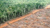 50 triệu ha rừng bị tàn phá trong vòng 10 năm qua. Ảnh: Greenpeace