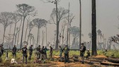 Brazil sẽ thuê các lực lượng cảnh sát môi trường để giám sát các đám cháy ở rừng Amazon