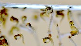 Diệt muỗi bằng phương pháp sinh học