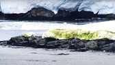  Tảo xanh xuất hiện nhiều ở Nam cực do nhiệt độ trái đất tăng