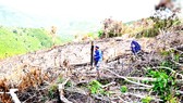 Từ tháng 7 đến tháng 8-2020, nhiều người ở xã Phú Mỡ đã chặt hạ, phát trắng cây rừng, lấn chiếm đất lâm nghiệp trái phép ở 6 tiểu khu thuộc sơn phận của xã Phú Mỡ