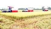 Sản xuất lúa gạo ở ĐBSCL đã chuyển hướng sang hiện đại với nhiều giống lúa cho gạo phẩm cấp cao. Ảnh: CAO PHONG