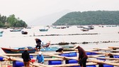 Thủ phủ tôm hùm Sông Cầu (tỉnh Phú Yên) bắt đầu hồi sinh sau bão lũ